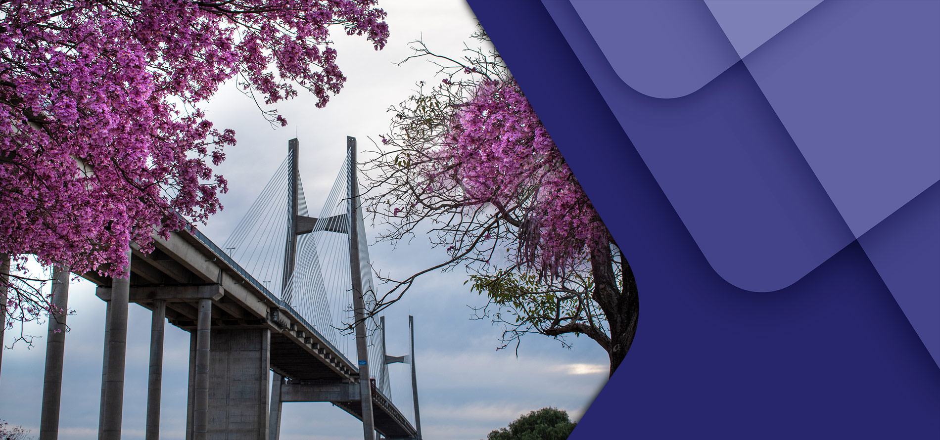 SLIDErosario-lapacho